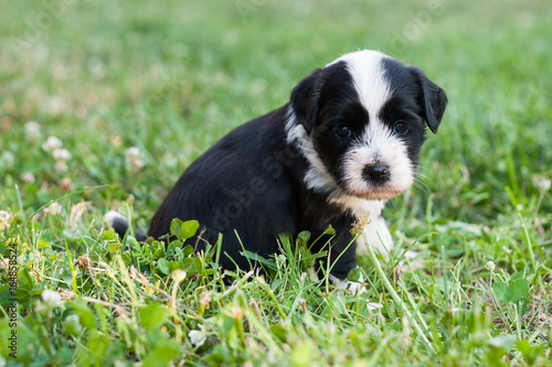 Quadro em tela One month old Tibetan Terrier puppy looking at camera