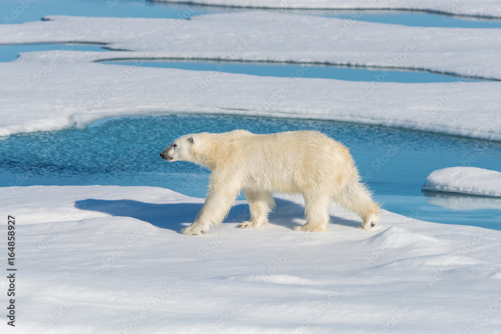 Polar bear on the pack ice Polar bear on the pack ice