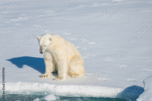 Polar bear sitting © Alexey Seafarer