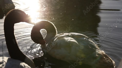 Swan swimming