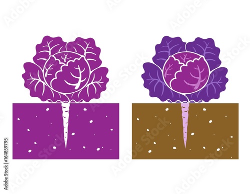 purple cabbage plant with leave and root