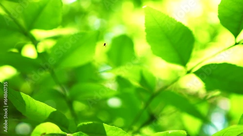 Spider in nature. Birds singing. Sound of nature in the background