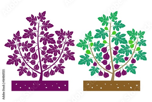 fig tree with leaves and fruits
