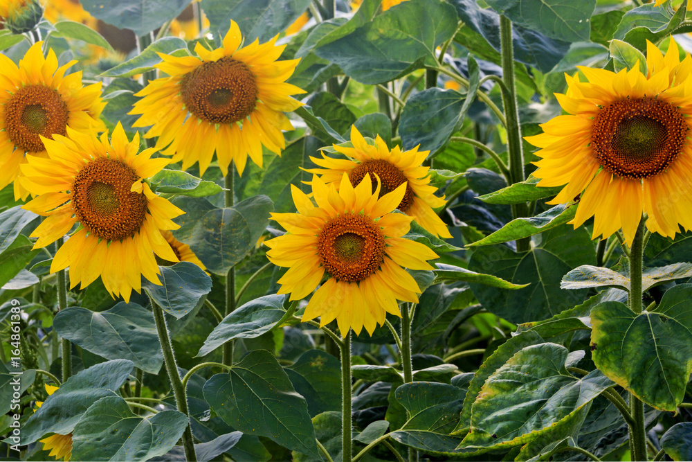 Fototapeta premium Sunflower flowers are young and bright