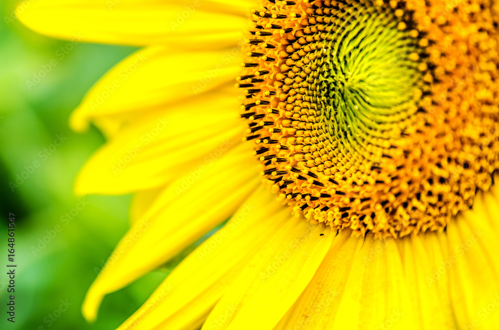 Beautiful big sunflower on a background of green foliage. Beautiful big sunflower on a background of green foliage.