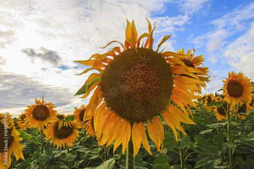 Ripe sunflower on the background of a bright sky photo