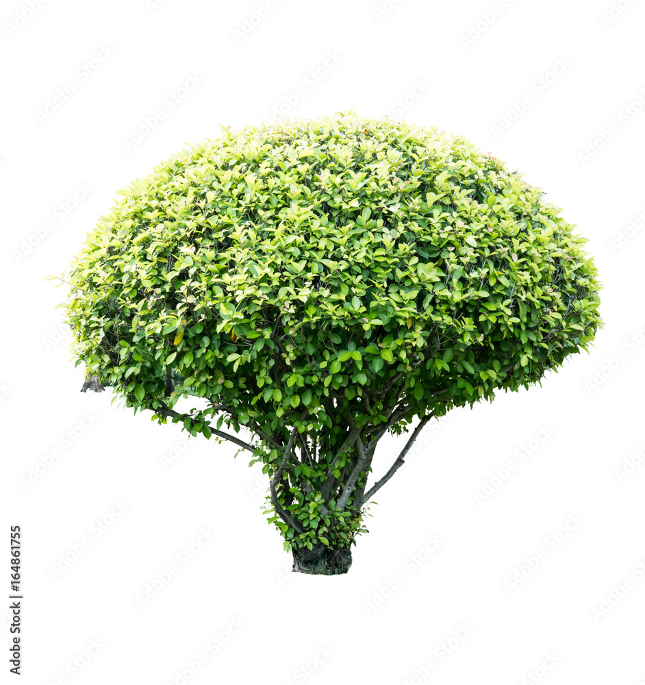 Tropical tree isolated on white Tropical tree isolated on white