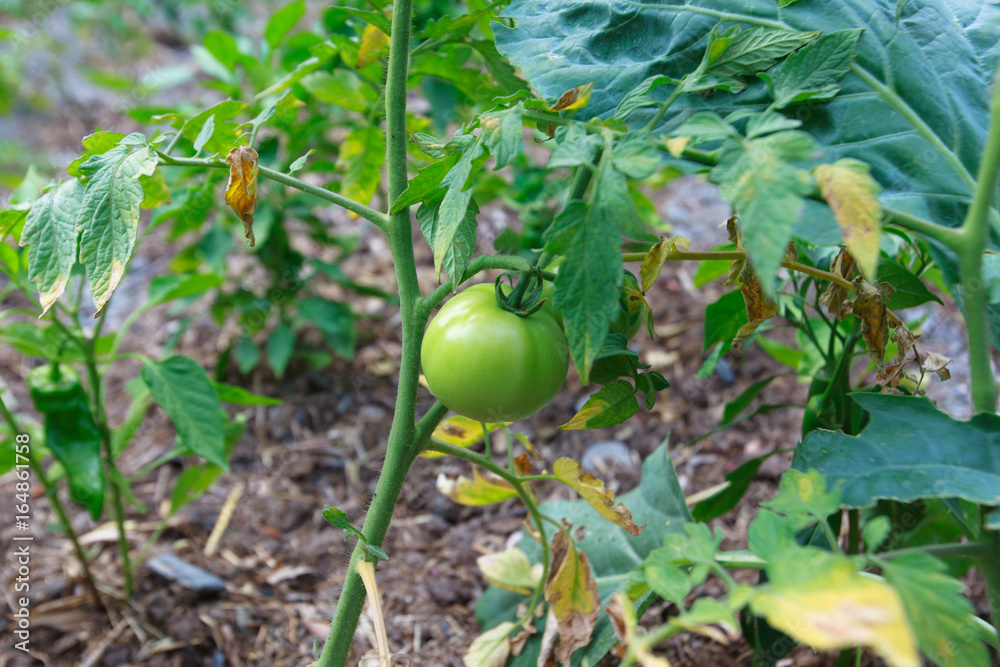 Ripe natural tomatoes growing on a branch in a farm. Growing Tomatoes. Green cherry tomatoes on branch. Ripe natural tomatoes growing on a branch in a farm. Growing Tomatoes. Green cherry tomatoes on branch.