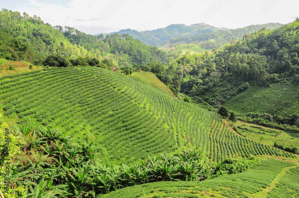 Tea plantations in Chiang Rai