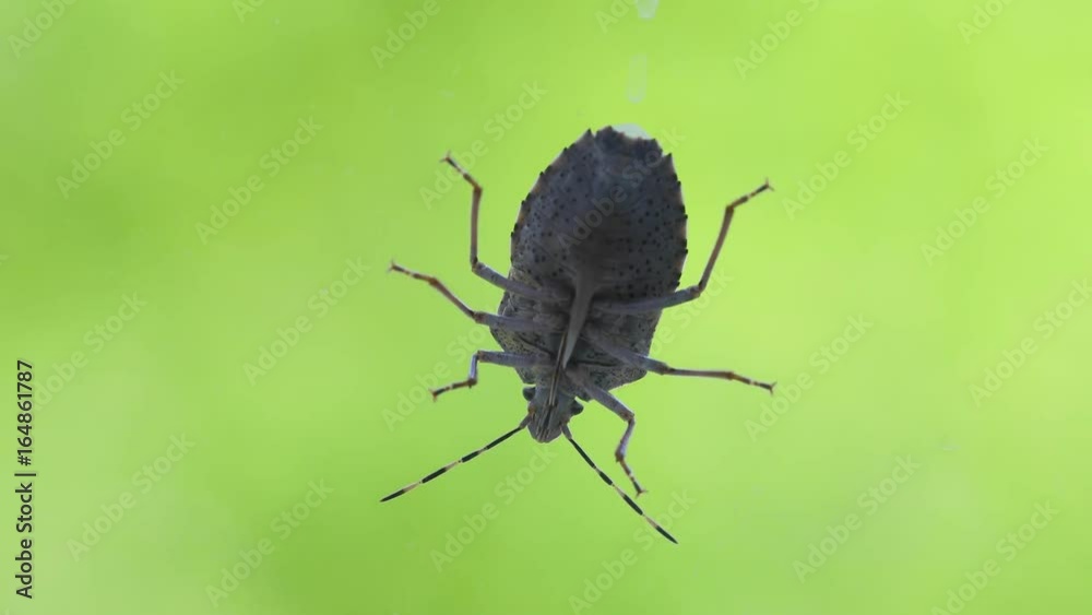 Stink bug an a window