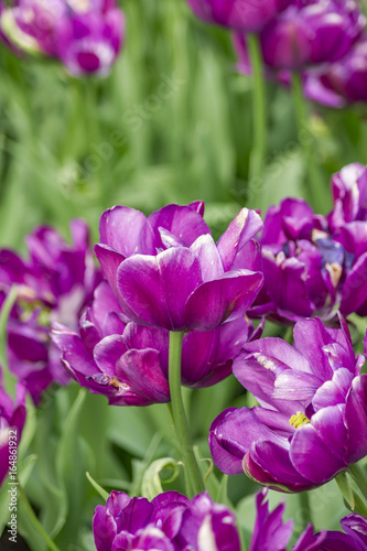 purple tulips on the field