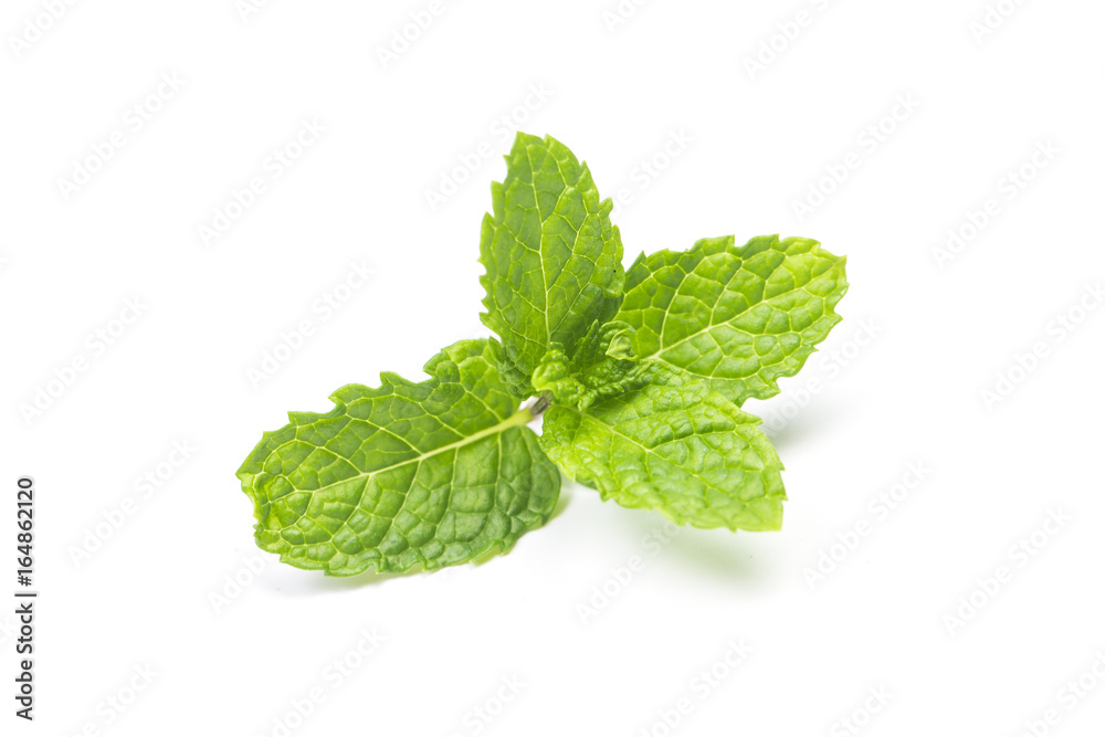Mint leaf Mint leaf