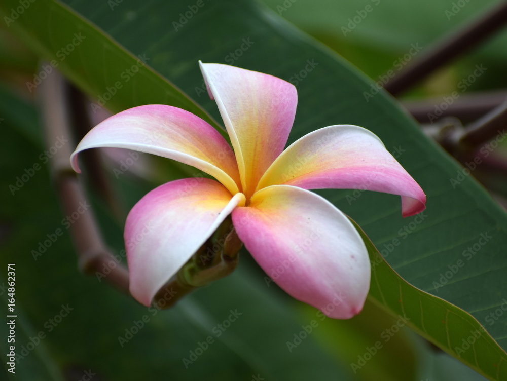 Fototapeta premium Beautiful pink flower front view