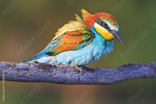 Incredibly beautiful bird on a texture branch © drakuliren