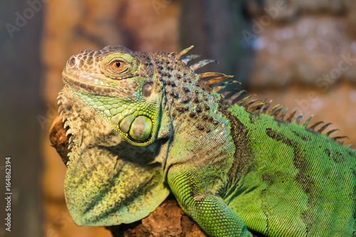 Aggressive green iguana with raised head