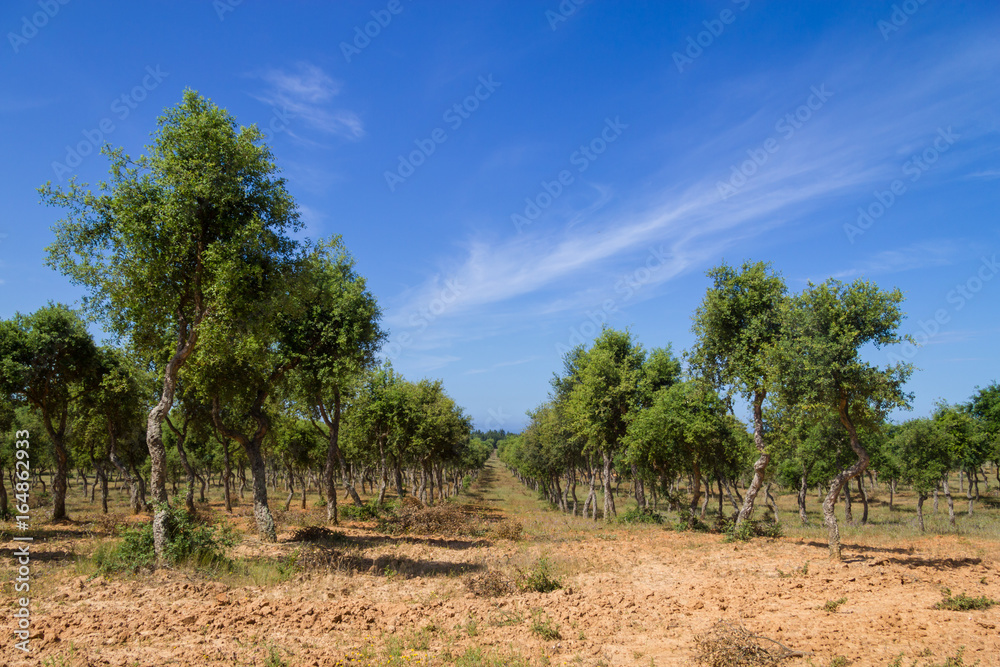 Wild plants and Cork tree in Porto Covo