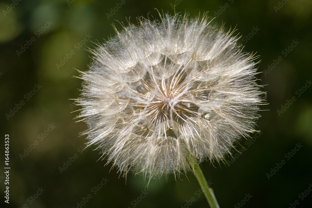 Dandelion Seed Head