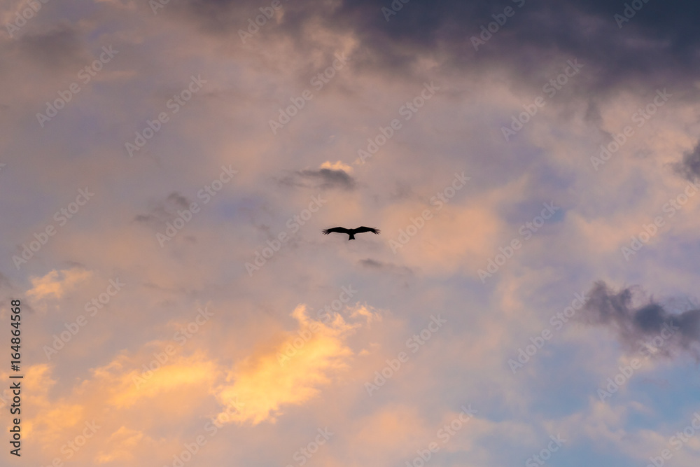 夕焼けと鳥