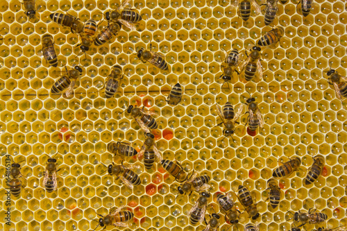 Bees convert nectar into honey