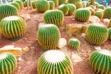 Tropical cactus