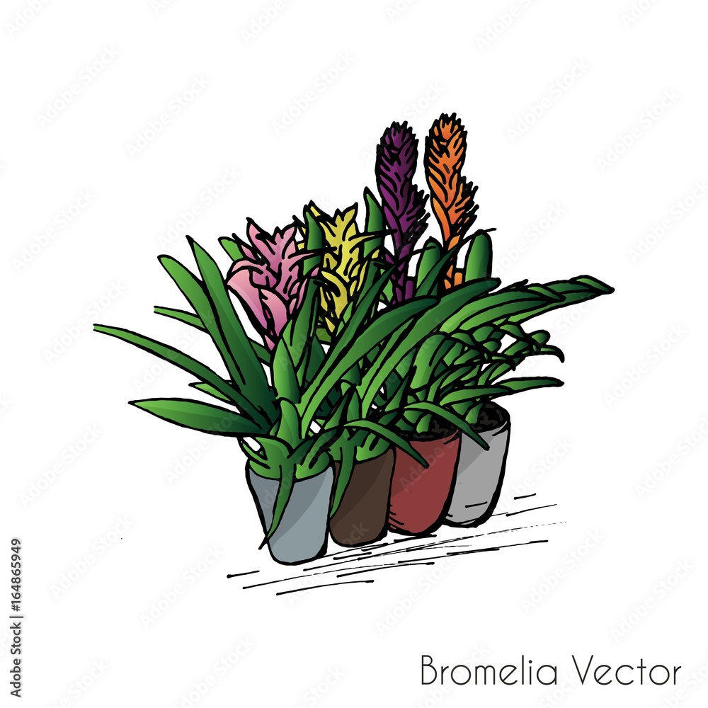 Bromelia Vector. Hand drawn houseplants and flowers - obrazy, fototapety, plakaty 