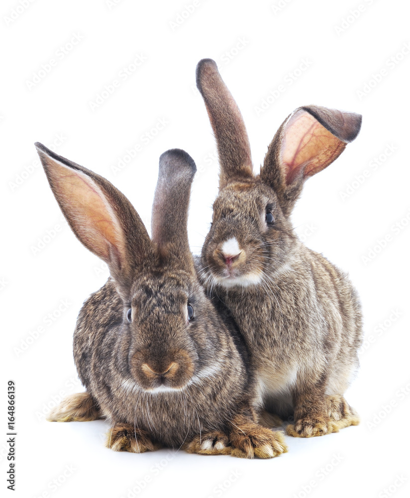 Obraz premium Two rabbits.