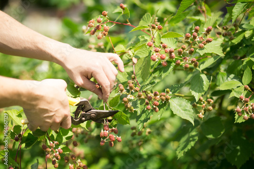 Young man hands cutting the branches of shrub of blackberries by scissors