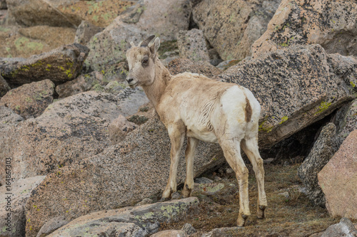 Rocky Mountain Bighorn Sheep Ewe