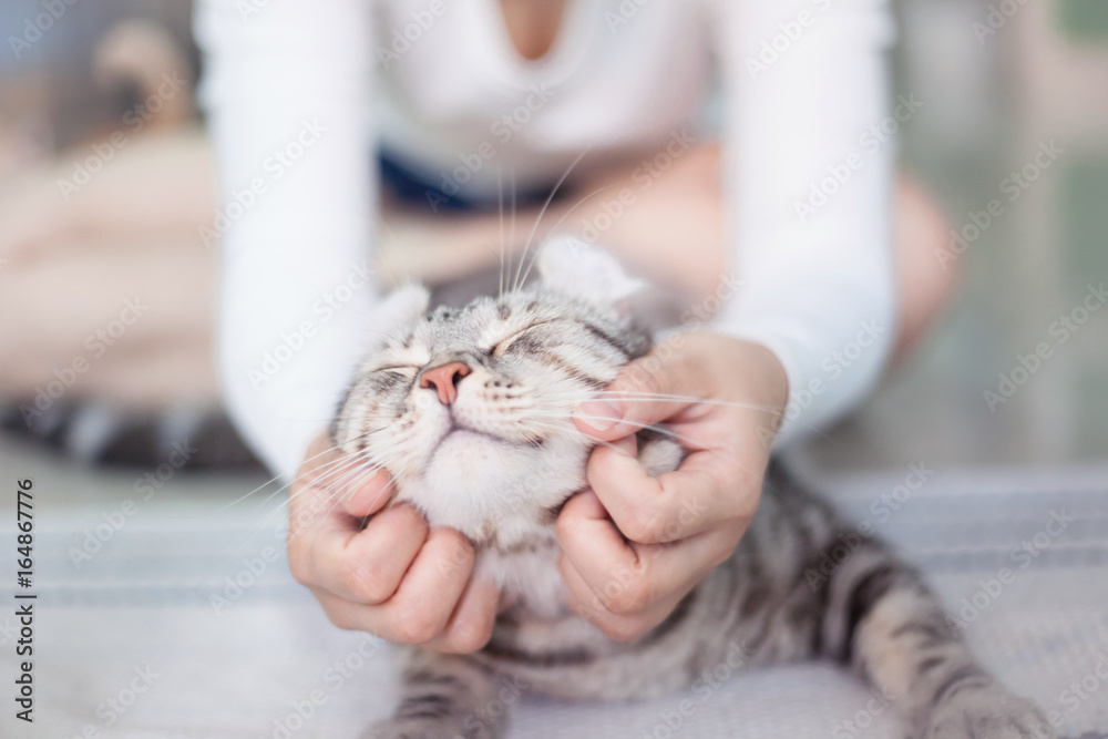 Fototapeta premium happy cat lovely comfortable sleeping by the woman stroking hand grip at . love to animals concept .