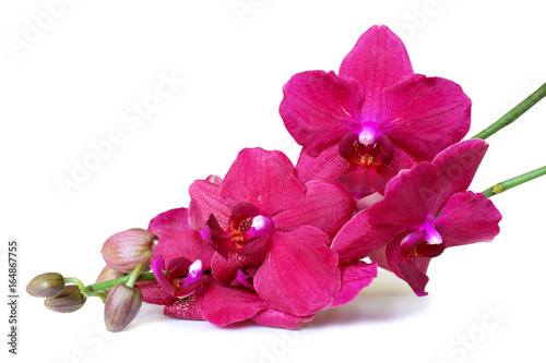 Pink Orchid flowers isolated on white background.