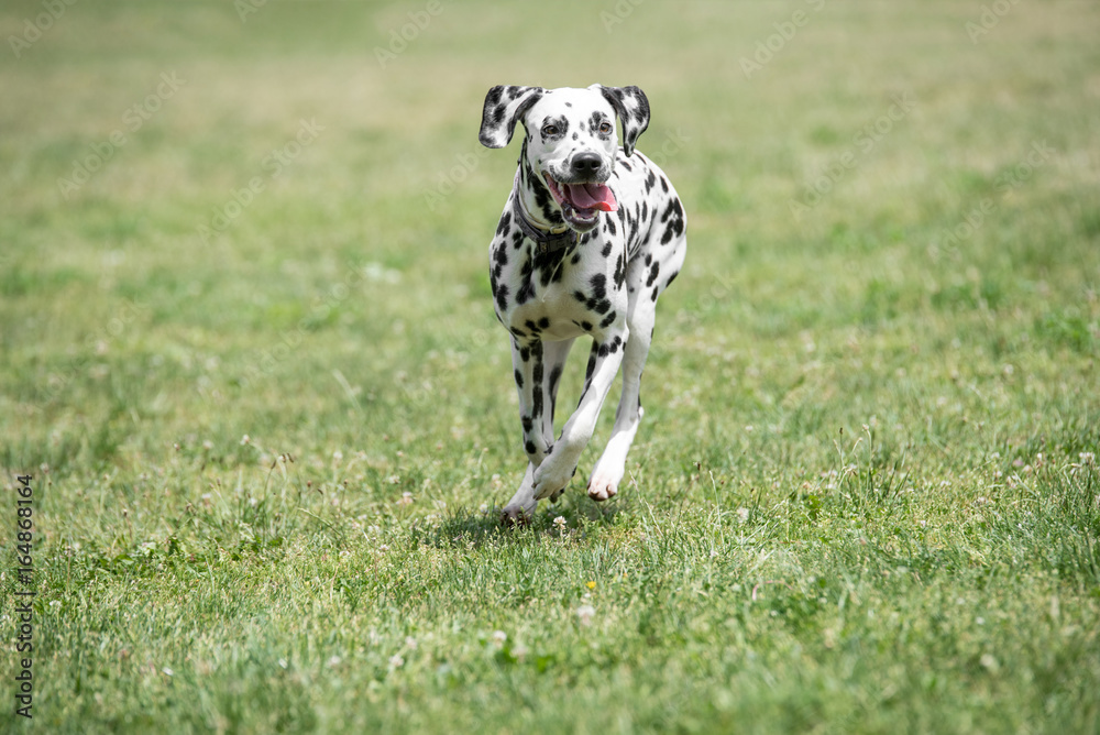 A young beautiful Dalmatian dog running on the grass