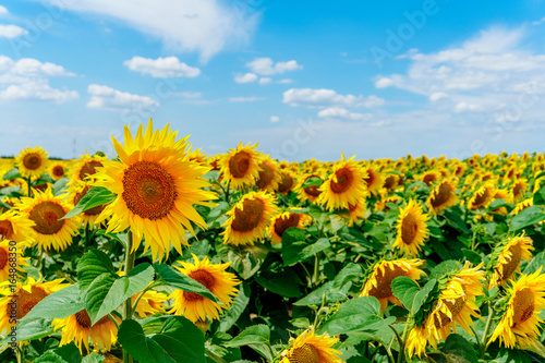 field of blooming sunflowers