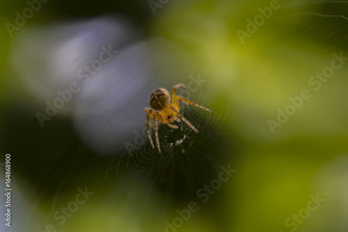 The spider sits in an ambush on a cobweb
