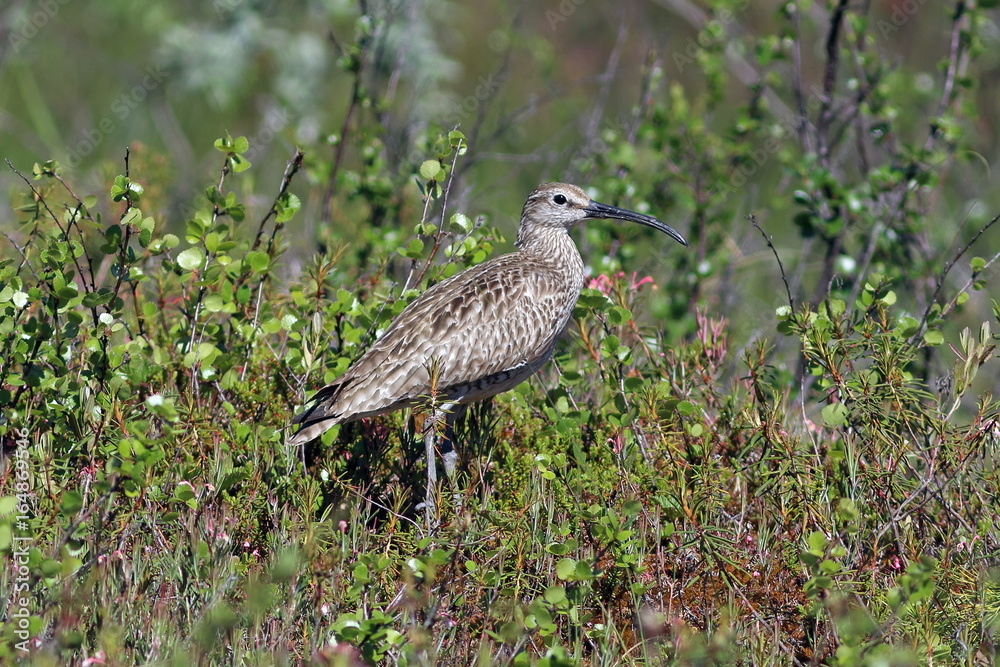 Numenius phaeopus. Whimbrel among marshy thickets Numenius phaeopus. Whimbrel among marshy thickets
