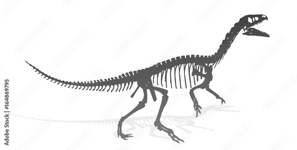 Fototapeta premium Dinosaur skeleton. 