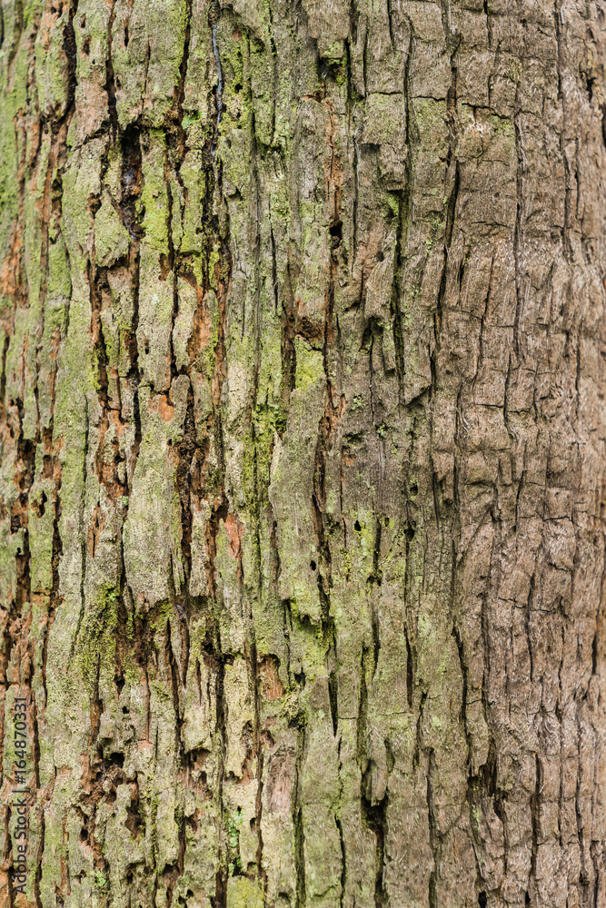 Old Bark Tree texture background, Brown Tree trunk Old Bark Tree texture background, Brown Tree trunk