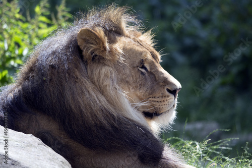 Male Lion Head 