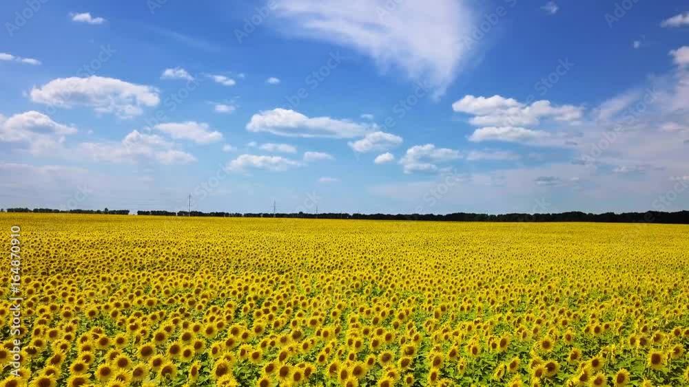 drone video field of blooming sunflowers