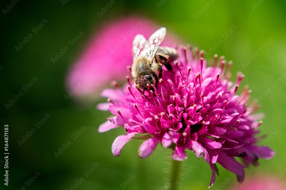 Biene auf Kleeblüte Biene auf Kleeblüte