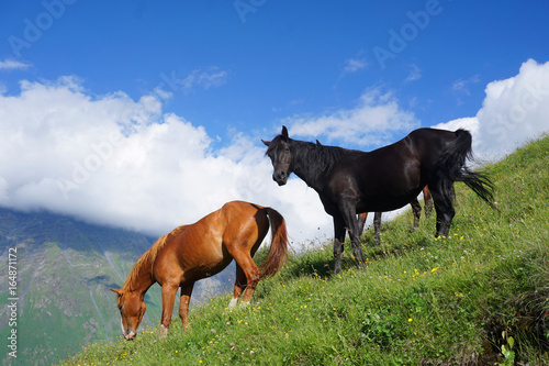 Black and brown horses with sky and grass on mountain