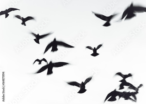Flying birds © magda