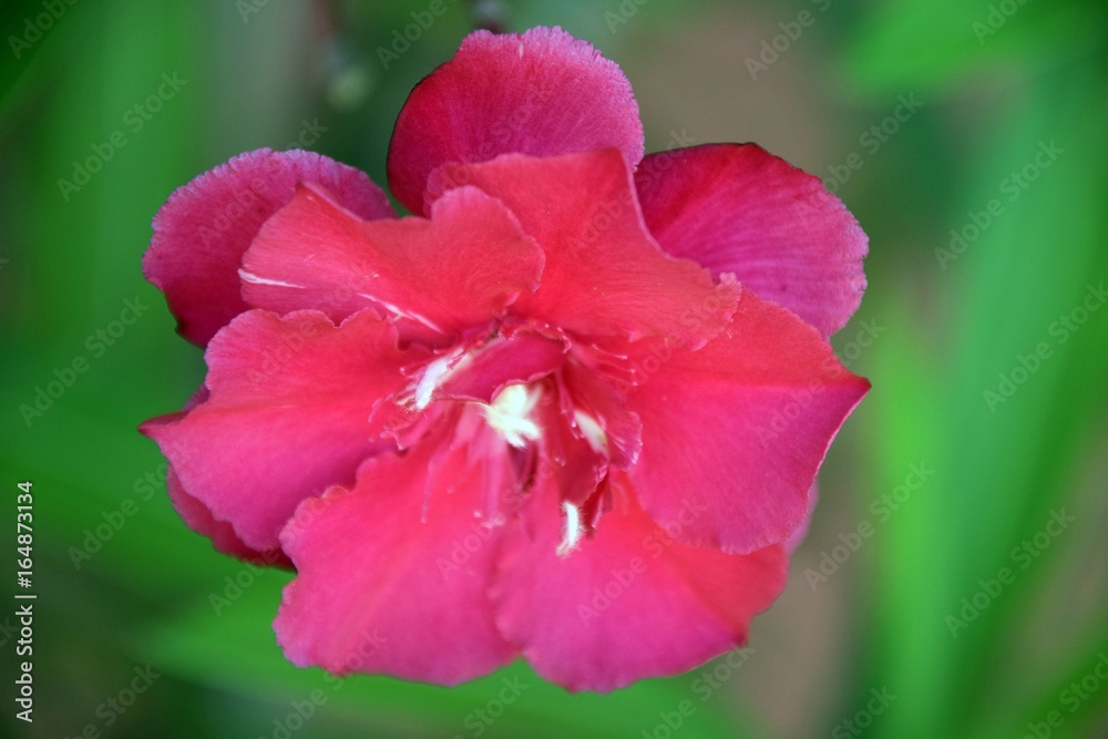 blühender roter Oleander, Nerium oleander, Kübelpflanze blühender roter Oleander, Nerium oleander, Kübelpflanze