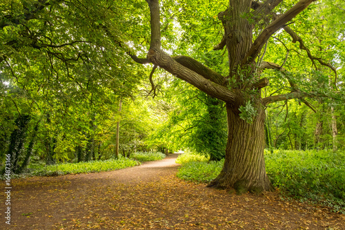 Sweet Chestnut tree standing proud in the forest