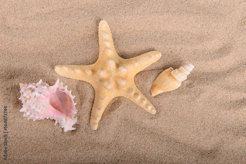 starfish and seashells on clean sand starfish and seashells on clean sand