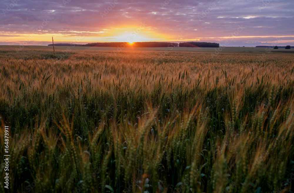 Summer sunset over the wheat field