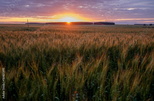 Summer sunset over the wheat field