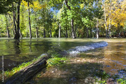 Flood in the forest © Fernbach Antal