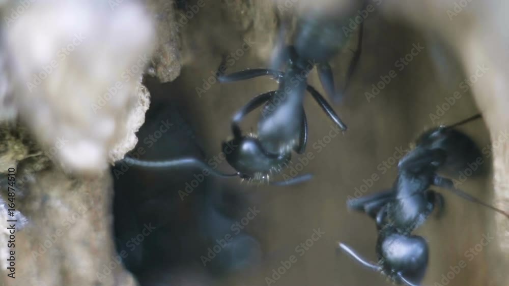 Morning makeup of carpenter ants. Large black ants clean their body legs Morning makeup of carpenter ants. Large black ants clean their body legs