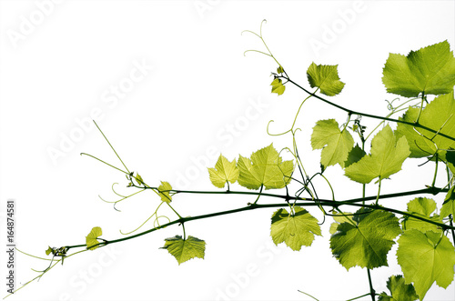 The texture of a young grape-vine isolated on a white background.