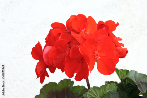 Flower of geranium
